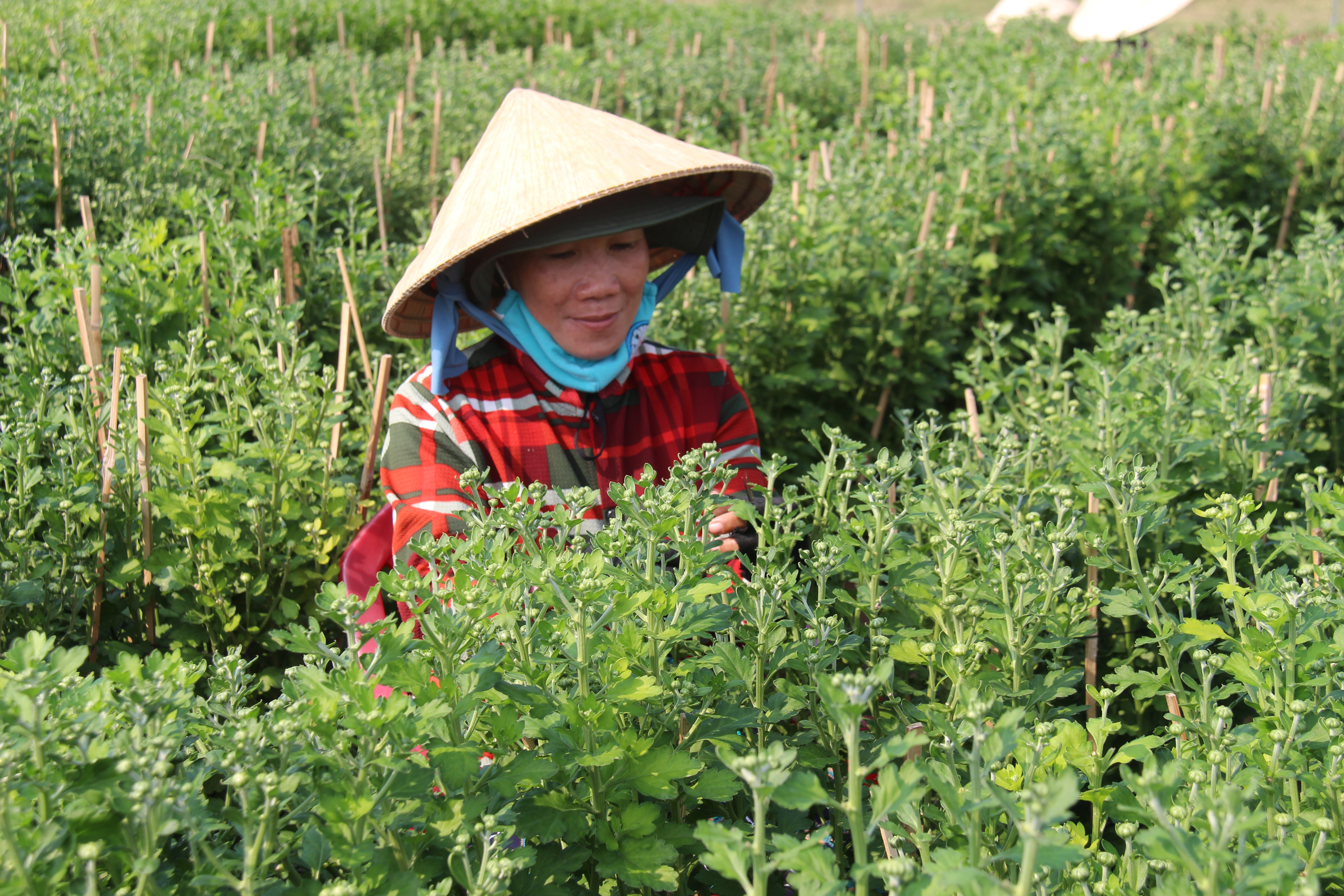 Mong mùa hoa tết
